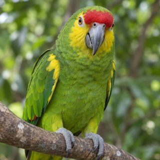 Photo used to make Kiwi